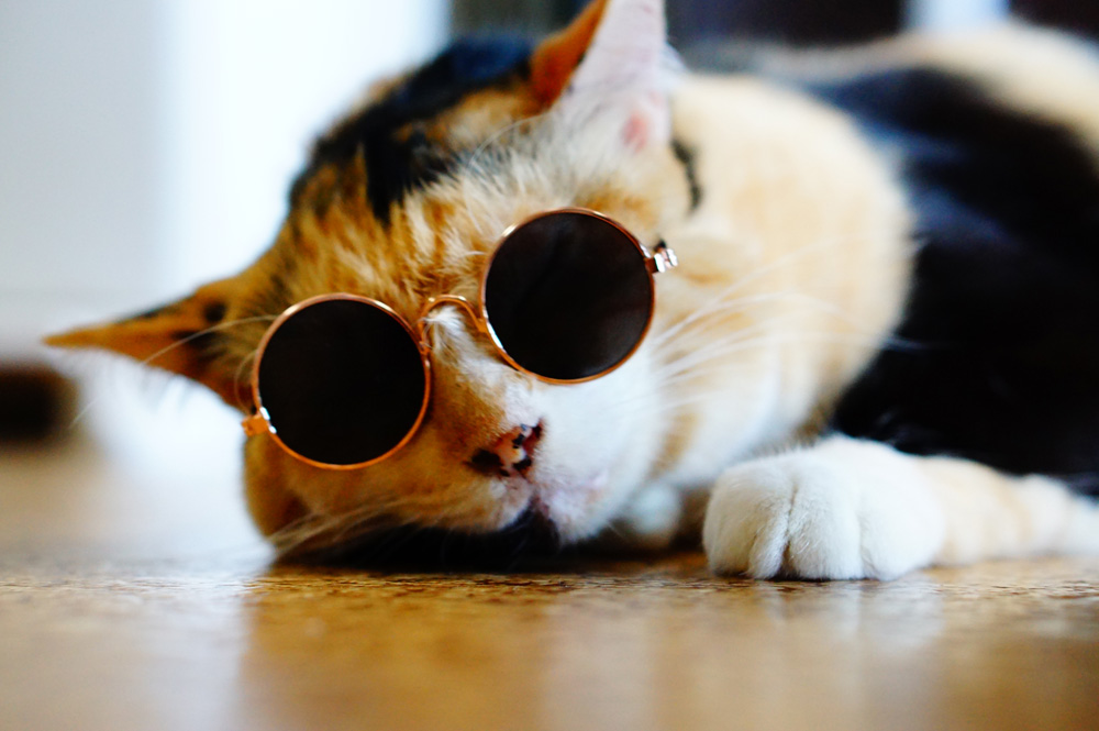 猫用メガネ