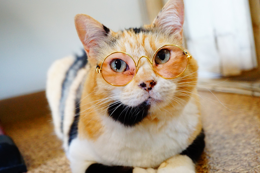 猫用メガネ　ダイゾー