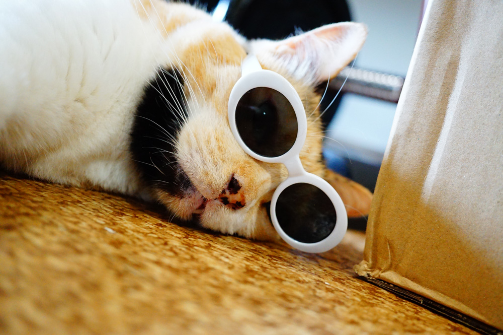 猫用メガネ　ダイゾー