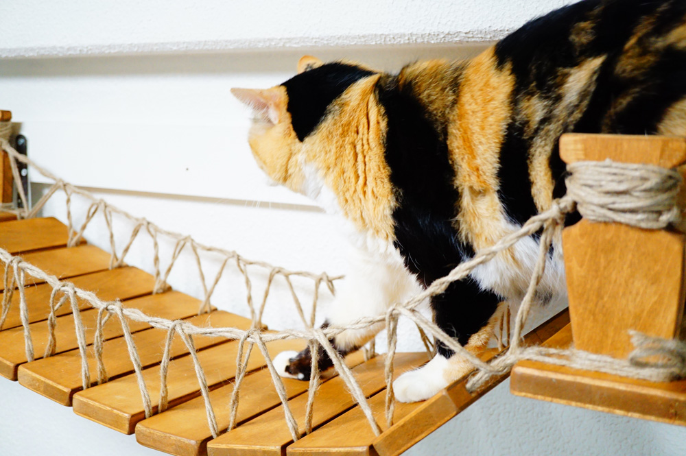 吊り橋を渡ってみた愛猫の反応
