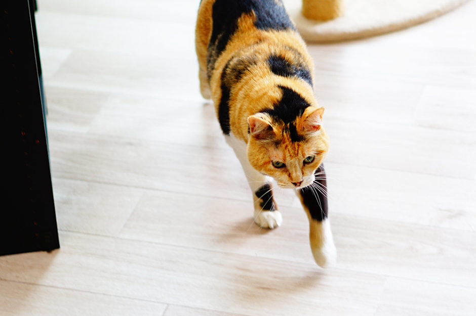 賃貸で猫を飼うなら床材はクッションフロアがおすすめだぞ！