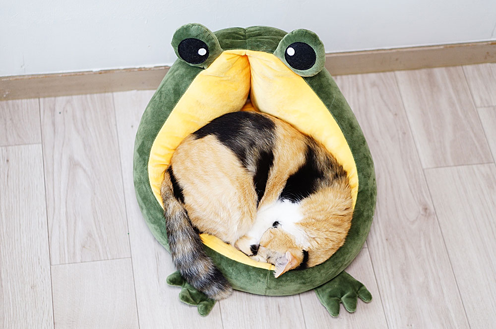 猫　蛙クッションベッド