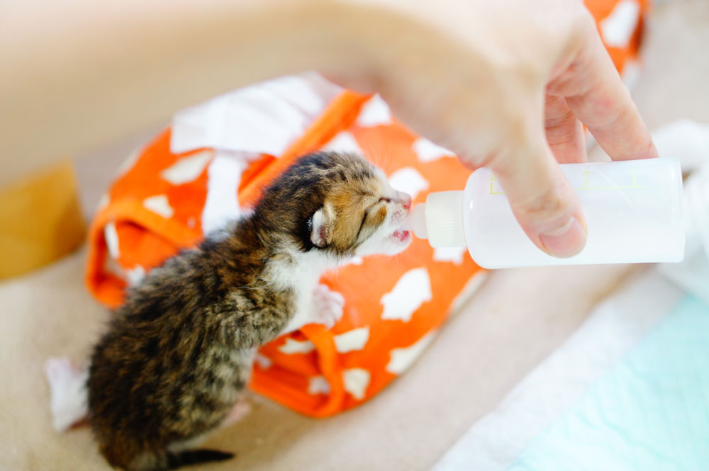 子猫にミルクを飲ませるコツ 飲む量や回数 暴れる際の対策について ネコビュー