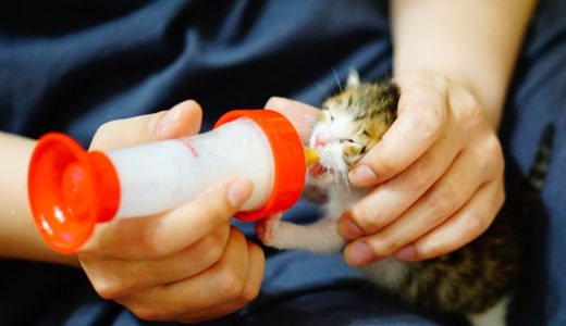 子猫にミルクを飲ませるコツ！飲む量や回数、暴れる際の対策について