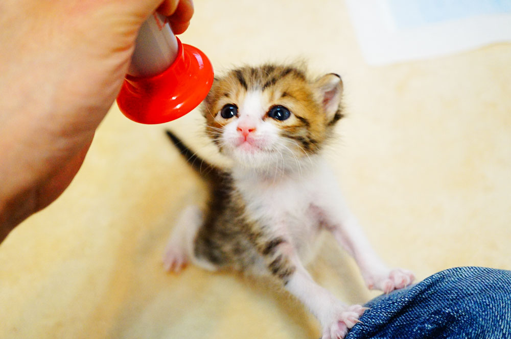 子猫にミルクを飲ませるコツ 飲む量や回数 暴れる際の対策について ネコビュー