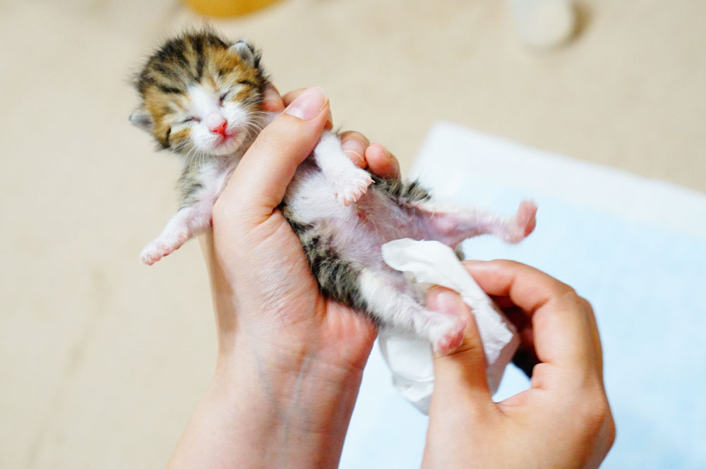 子猫にミルクを飲ませるコツ 飲む量や回数 暴れる際の対策について ネコビュー