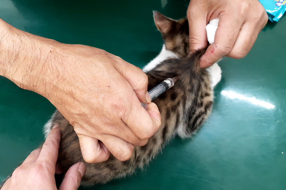 子猫　ワクチン　接種様子