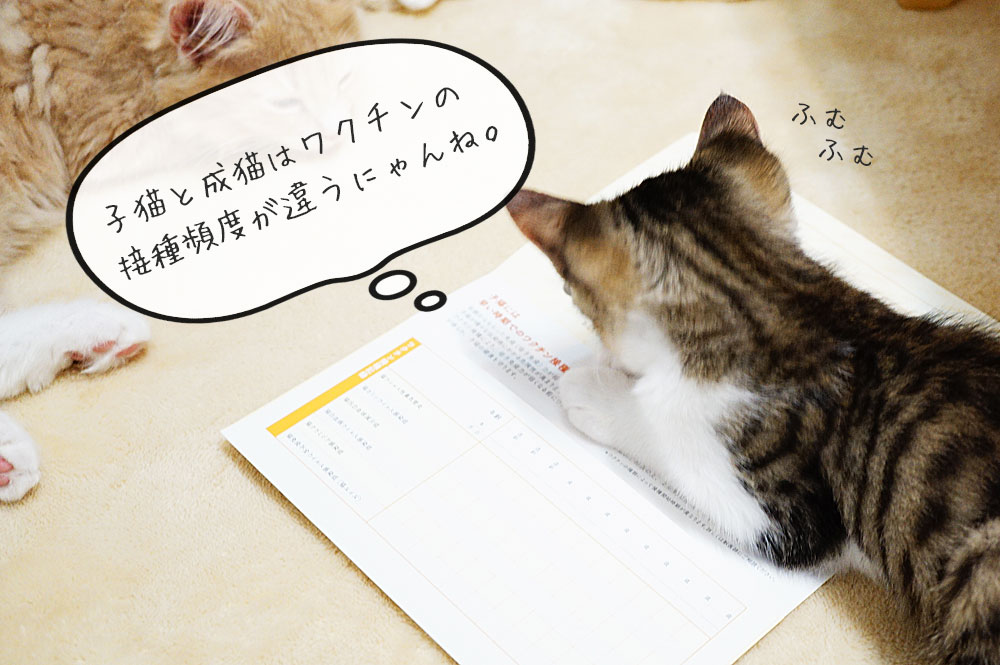 猫にワクチンを接種する頻度と時期