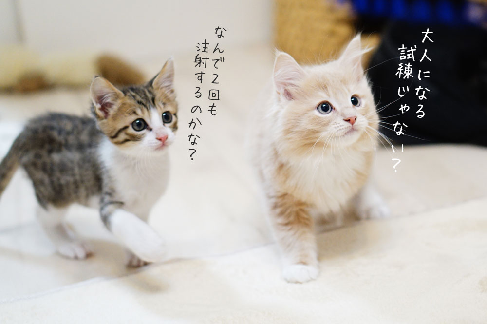 子猫は初年度に2回ワクチンを接種する