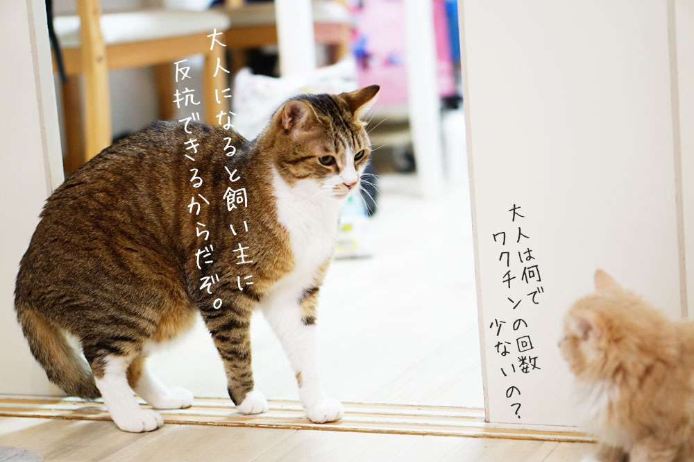 成猫のワクチン頻度