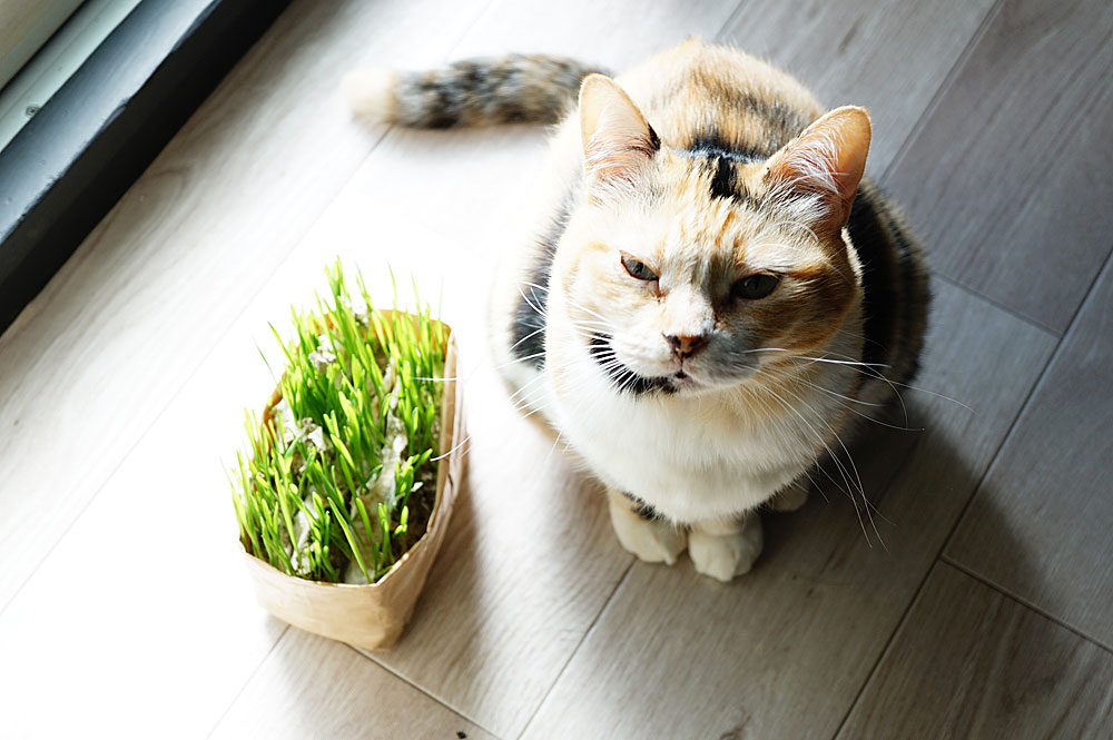 無印の猫草をレビュー もっと早く買っておけばと後悔するくらい大満足 ネコビュー