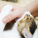 【体験談】猫の噛み癖を治すならしつけより〇〇が劇的に効果があった。