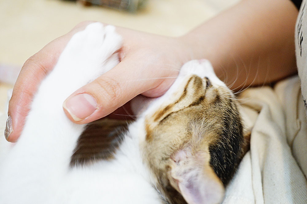 体験談 猫の噛み癖を治すならしつけより が劇的に効果があった ネコビュー