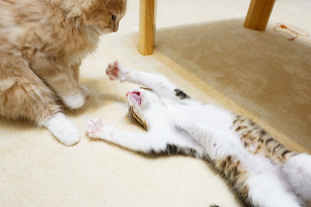 猫は親兄弟とじゃれ合い噛むことを学ぶ
