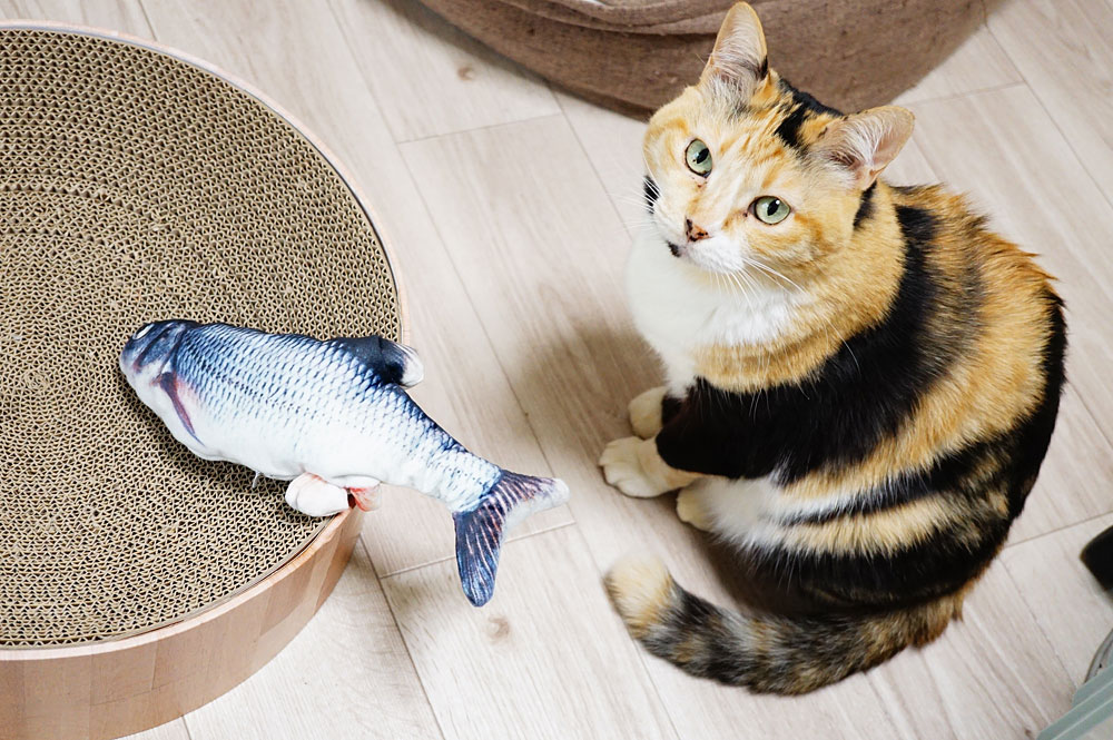 動画あり 動く魚のおもちゃ ダンシングフィッシュ をレビュー 猫の反応は ネコビュー