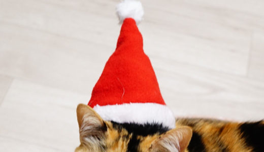 猫のクリスマス衣装（サンタ）を100均や通販で買ってみた。