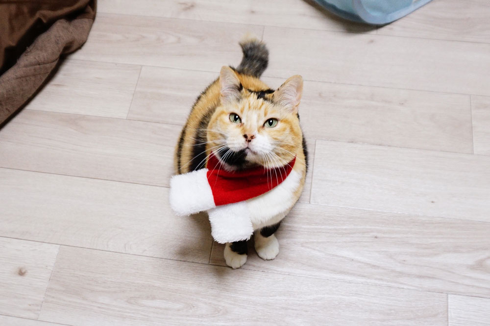 100均の猫用サンタ衣装