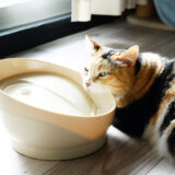 【口コミレポ】ピュアクリスタル(コパン)で猫の飲料水がアップしたよ。