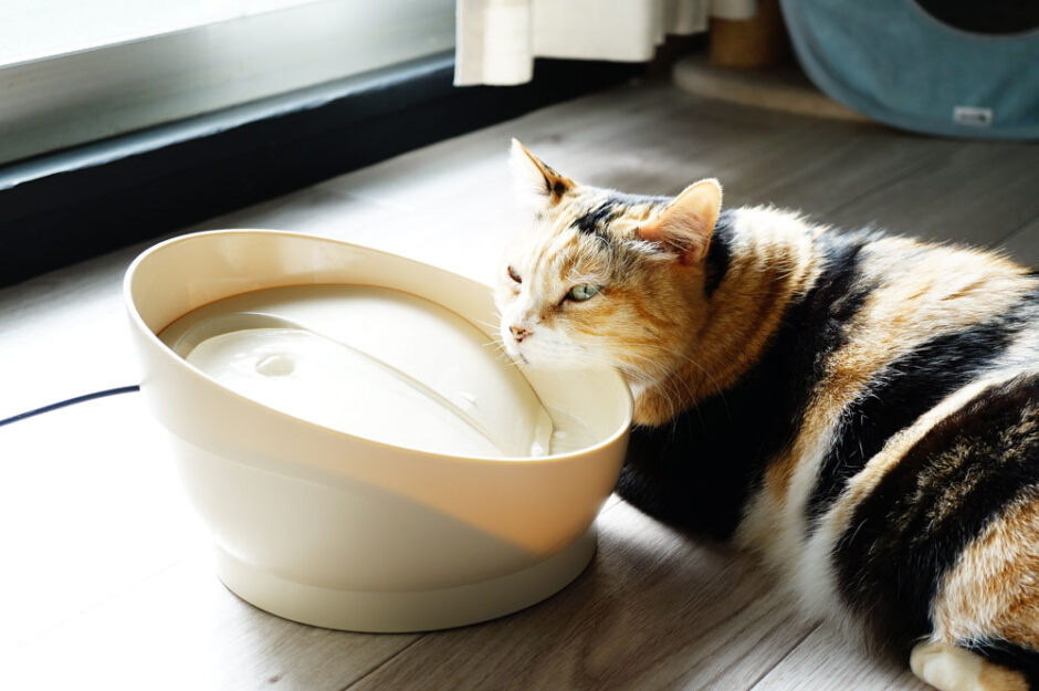 【口コミレポ】ピュアクリスタル(コパン)で猫の飲料水がアップしたよ。