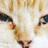 猫の「茶色い目やに」は毎日出ていても大丈夫？どうやったら治るのか？