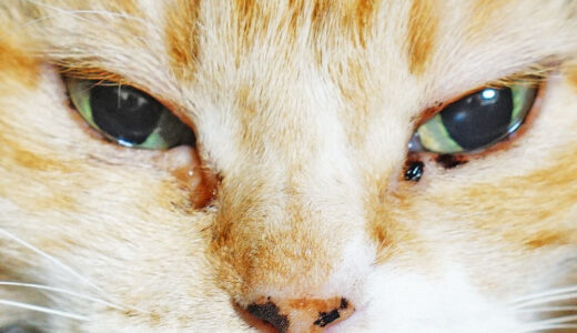 猫の「茶色い目やに」は毎日出ていても大丈夫？どうやったら治るのか？