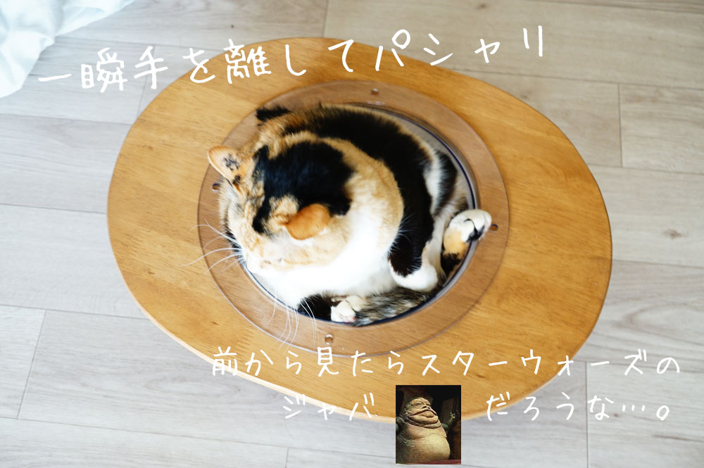 宇宙船クリアボウル猫ベッド