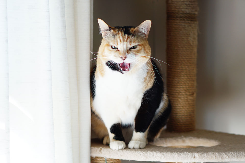 高齢猫の鳴き声がおかしい ギャーギャー叫ぶから動物病院に行ってきた ネコビュー