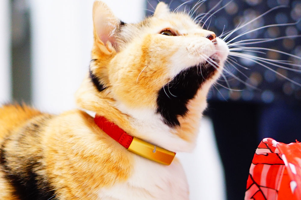 Catlog（キャットログ）を使ってみた感想や口コミの評判をまとめ