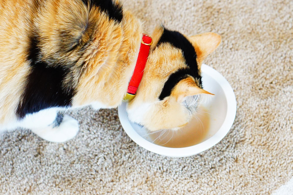 猫　おやつ　スープ