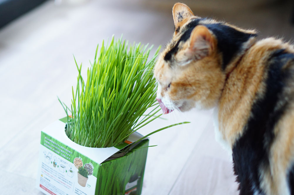 グリーンラボの猫草栽培キットを育ててみた！