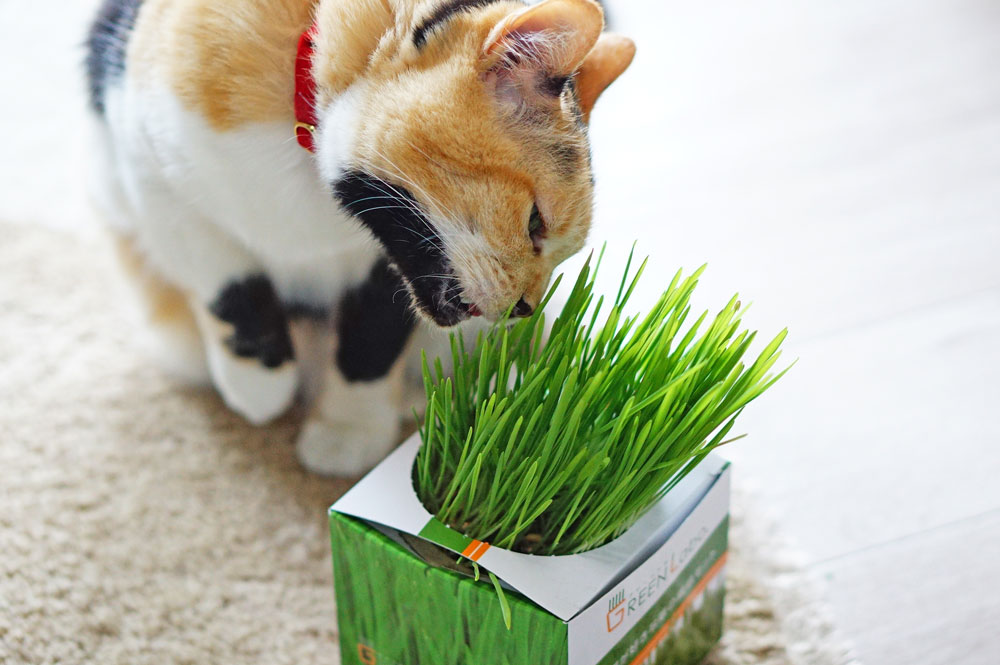 グリーンラボの猫草栽培キットを育ててみた！