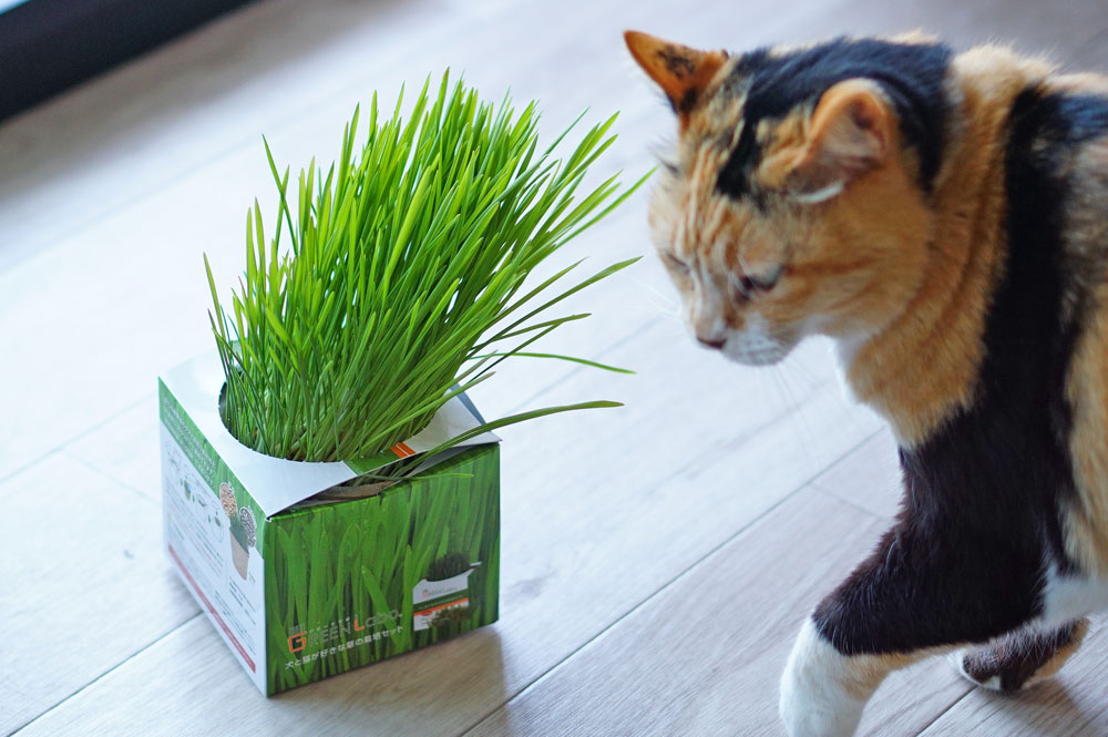 グランドセール 犬と猫が好きな草の栽培用土 ３Ｌ 猫草