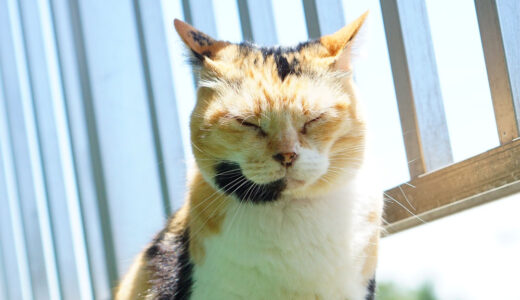クーラーで適温なのに暑い場所に居たがる猫…何でなのか調べてみた！