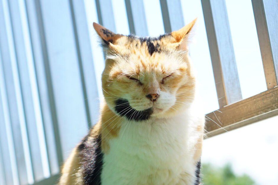 クーラーで適温なのに暑い場所に居たがる猫…何でなのか調べてみた！