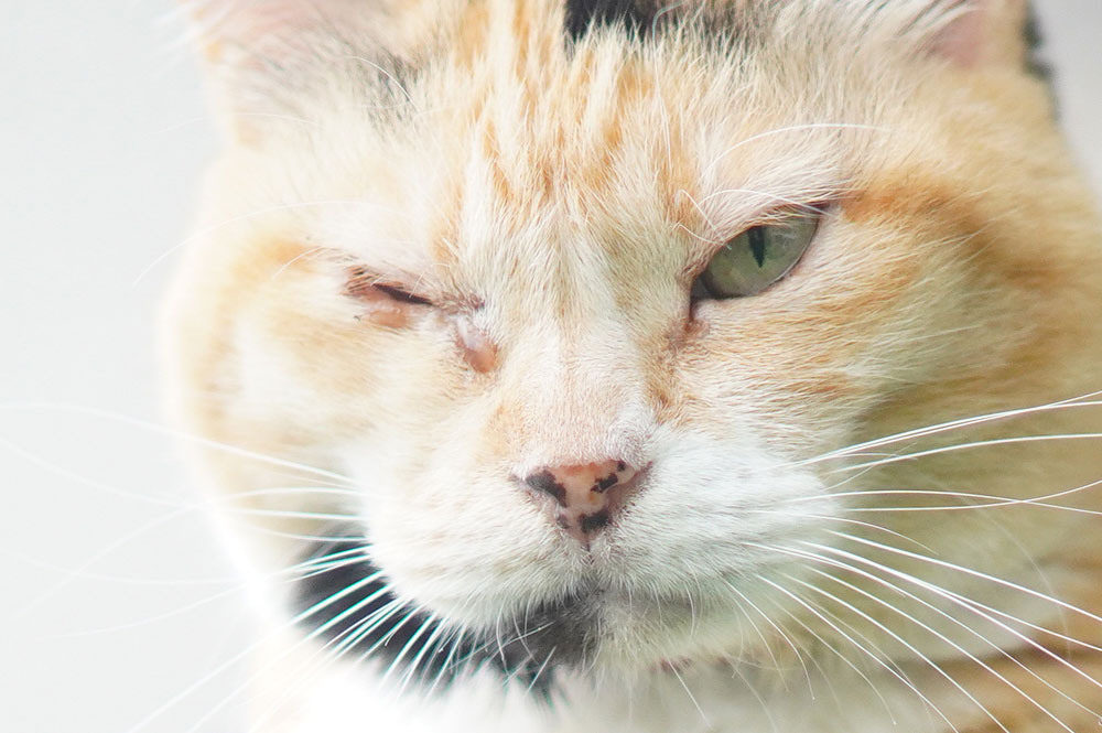 愛猫の片目だけ涙が出てショボショボしてるので動物病院に行ってきた ネコビュー