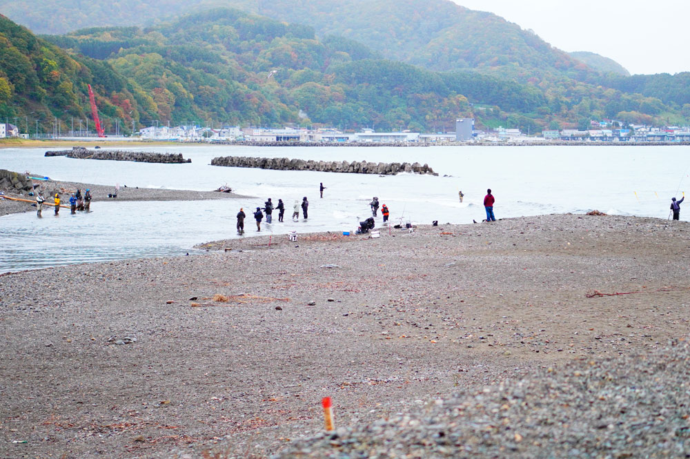 古平川で鮭釣りをウォッチング