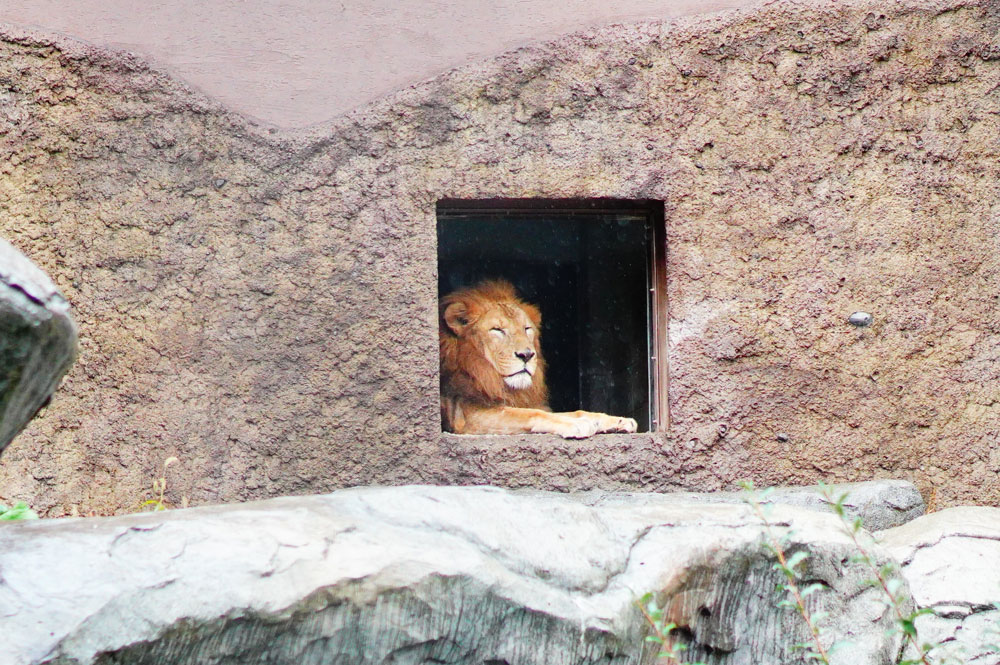 札幌の円山動物園　ライオン