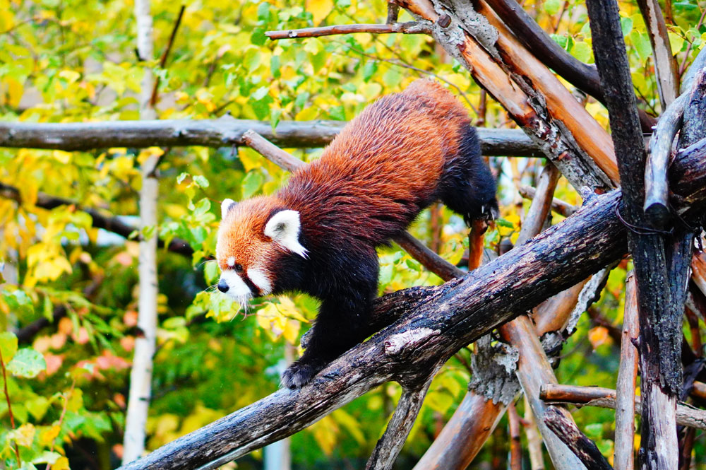 札幌の円山動物園　レッサーパンダ