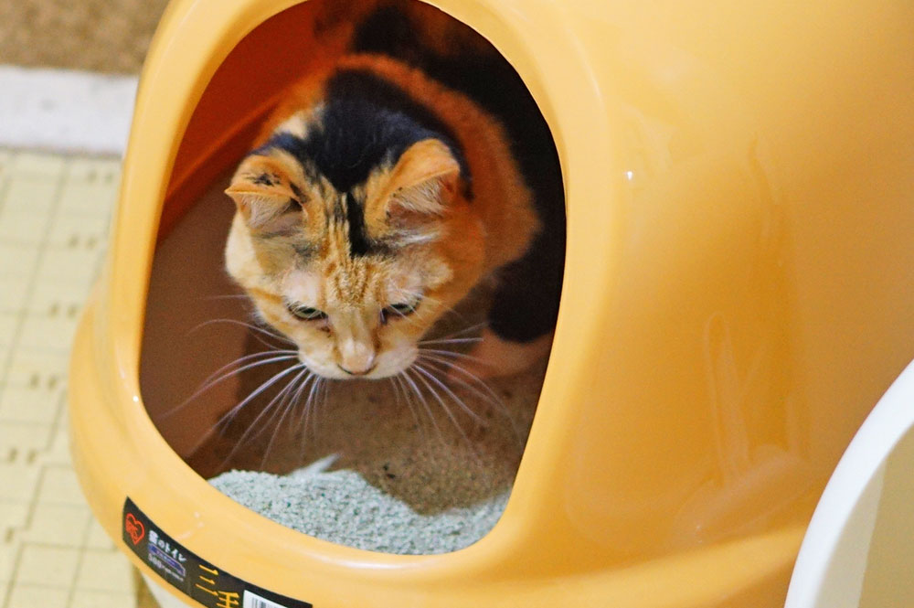 猫は「普通の猫砂トイレ」が好き！その理由とは？