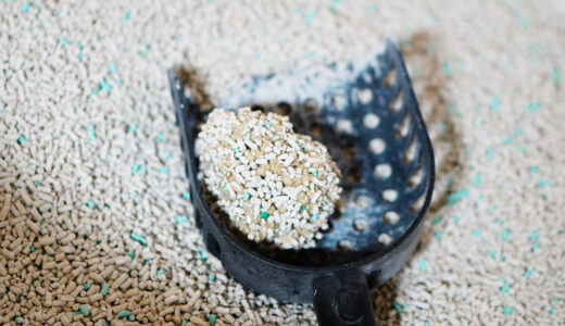 固まる猫砂は1ヵ月でどれくらい消費する？コスパも調べてみた！