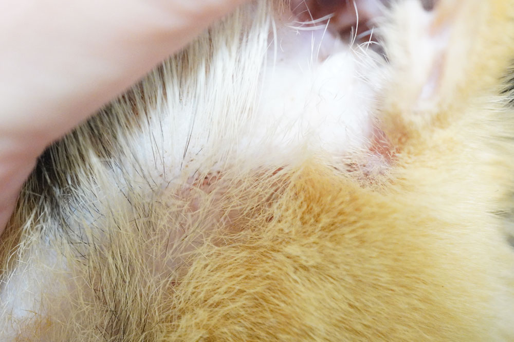 猫の耳の下に赤いポツポツ(傷)ができた