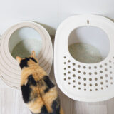 猫が好むトイレの大きさは？サイズの違うトイレを置いて実験してみた。