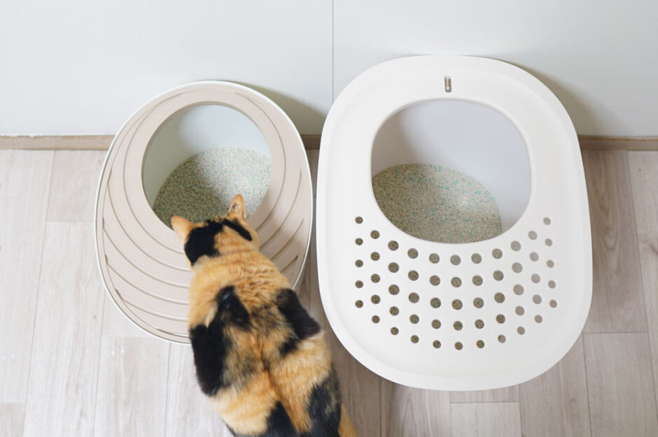 猫が好むトイレの大きさは？サイズの違うトイレを置いて実験してみた。