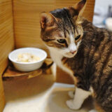 猫が手作りご飯を食べない時はガン無視でOK？