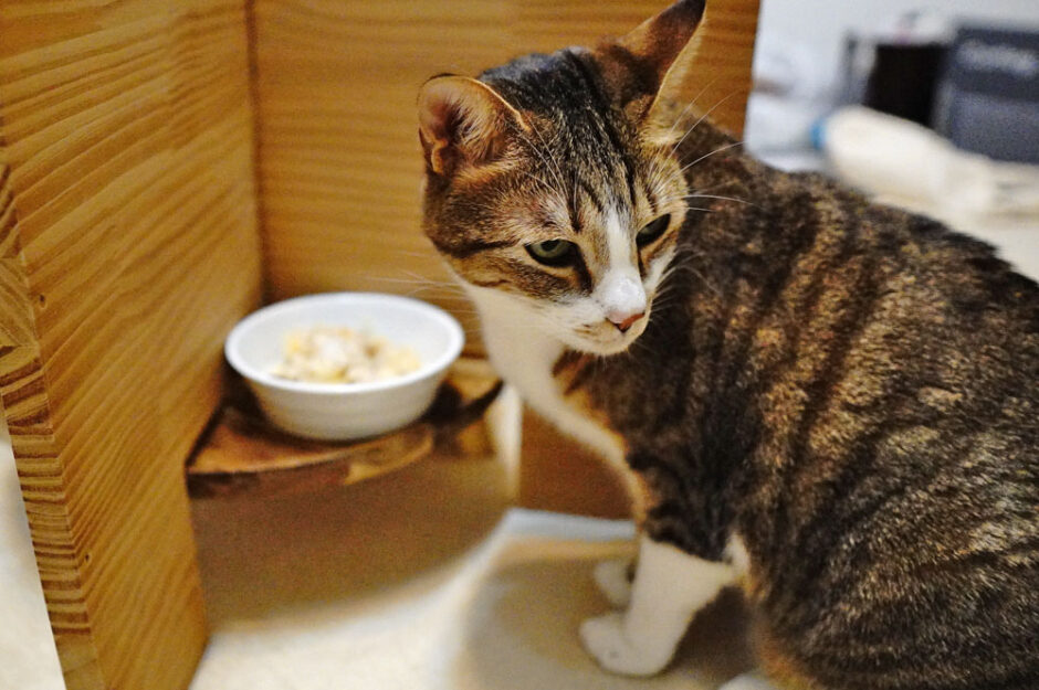 猫が手作りご飯を食べない時はガン無視でOK？
