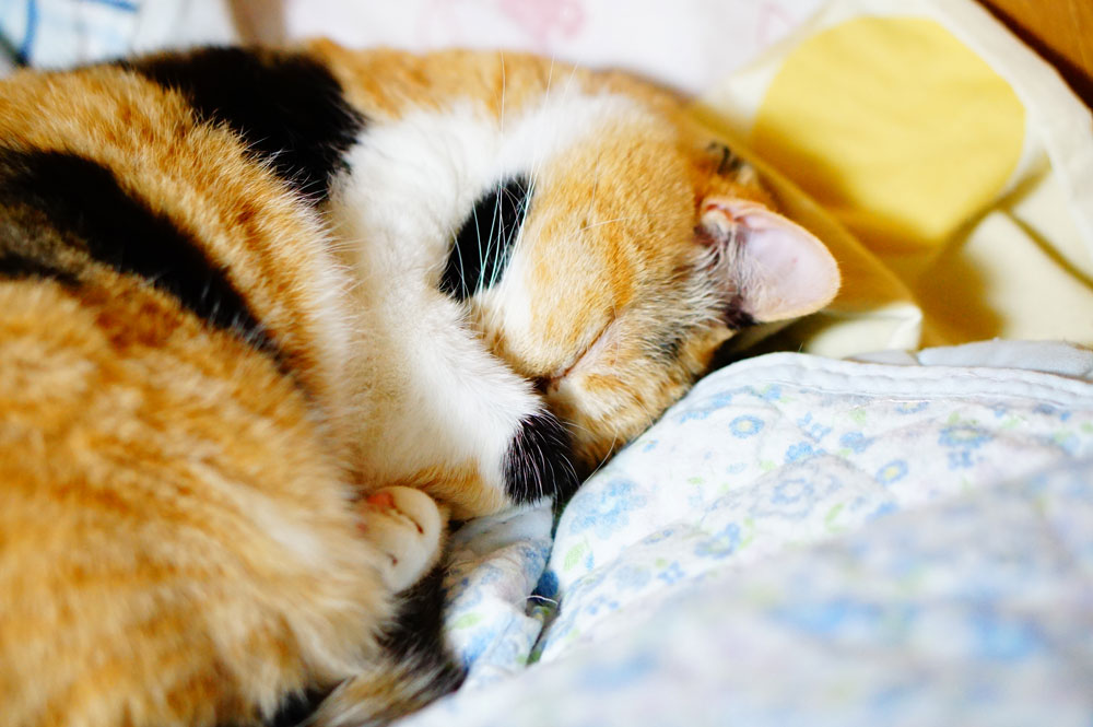 猫が布団などで粗相する原因とは？