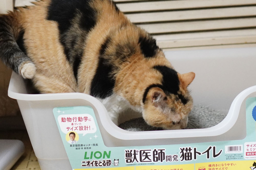 ライオンの獣医師開発「猫トイレ」　口コミ