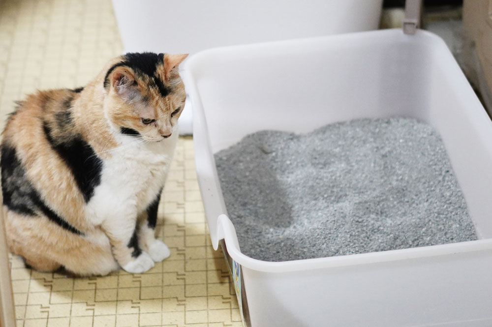 猫が好きなトイレ（本体）の選び方