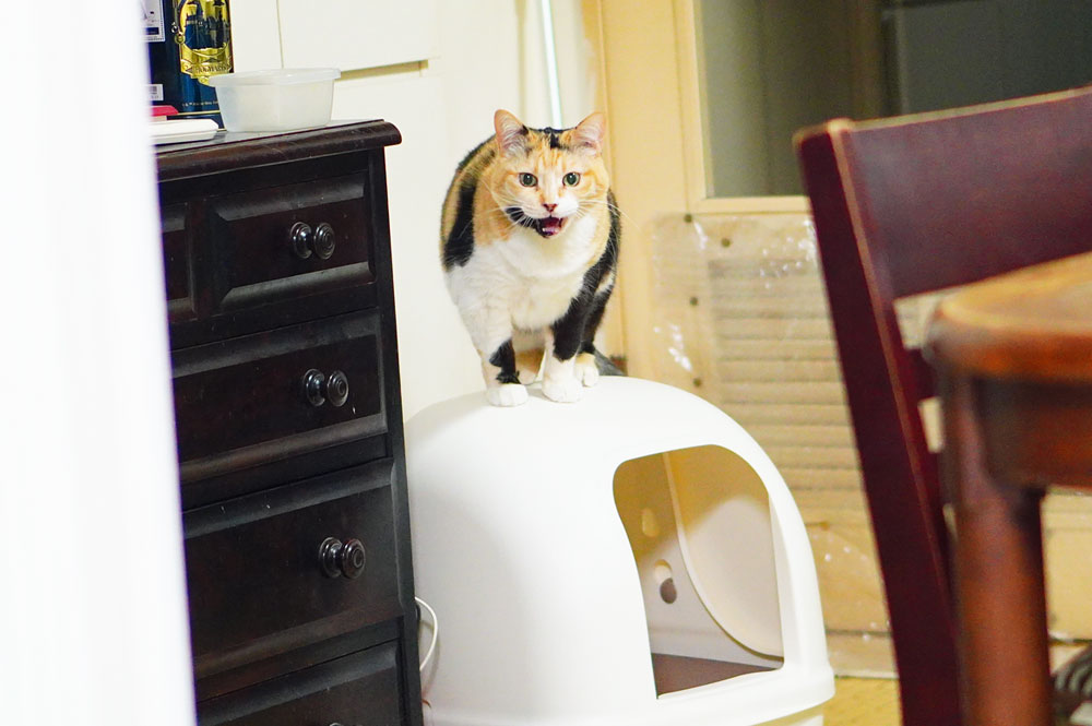 猫が嫌いなトイレを選ぶとどうなる？