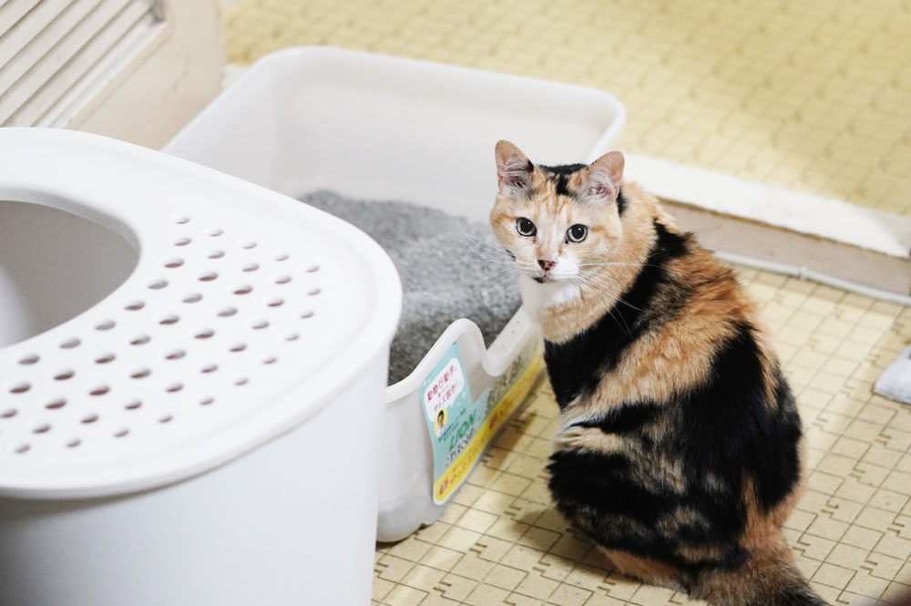 猫が好きなトイレの特徴